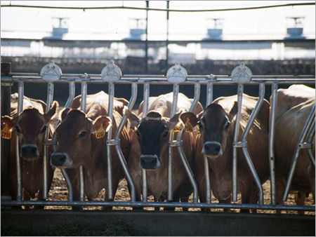 Brown Jersey Cow