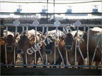 Jersey Cow