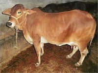 Sahiwal Cow