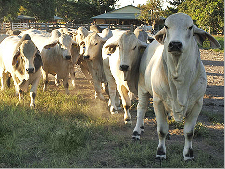 White Dairy Cows