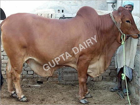 Sahiwal Bull