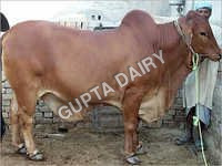 Sahiwal Bull - Color: Brown