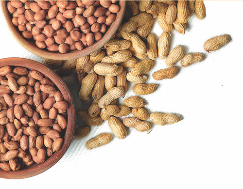 Groundnut Bold