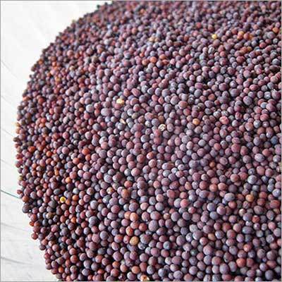 Brown Mustard Seeds