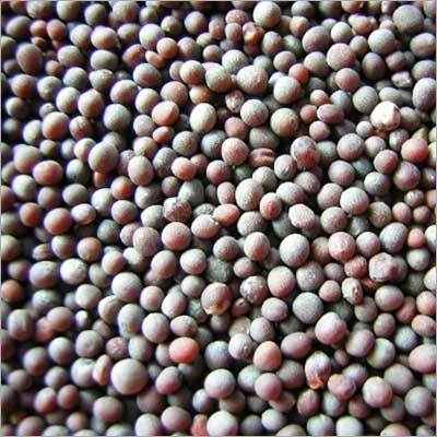 Taj Black Mustard Seeds