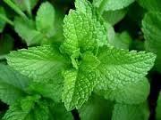 PURE PEPPERMINT Leaves OIL NATURAL