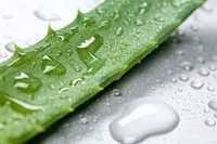 Aloe Vera Gel.