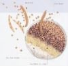 High quality Guar Gum