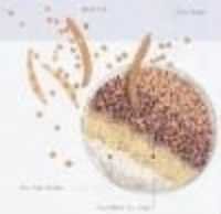 High quality Guar Gum