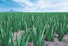 Natural Aloe Vera Gel