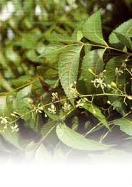 Neem oil