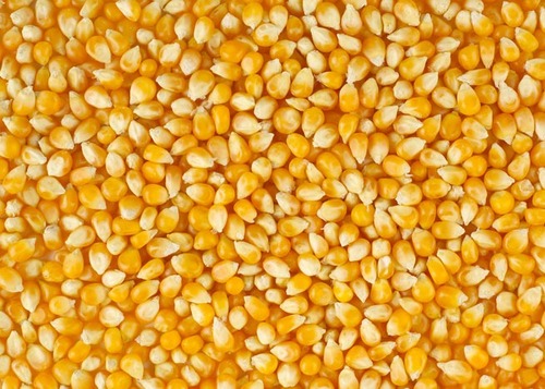 Yellow Maize Seeds