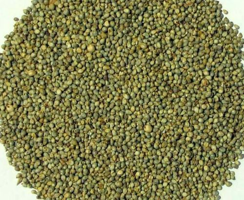 Millet Seeds