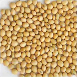 Soybean Seeds
