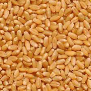 Whole Wheat
