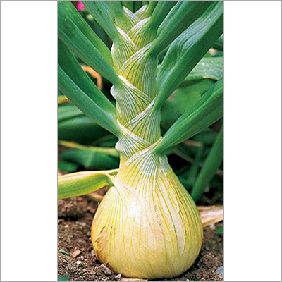 Fresh White Onions