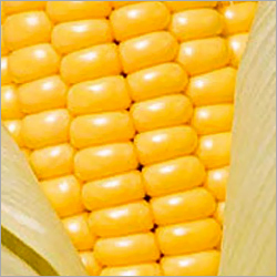 Indian Yellow Corn