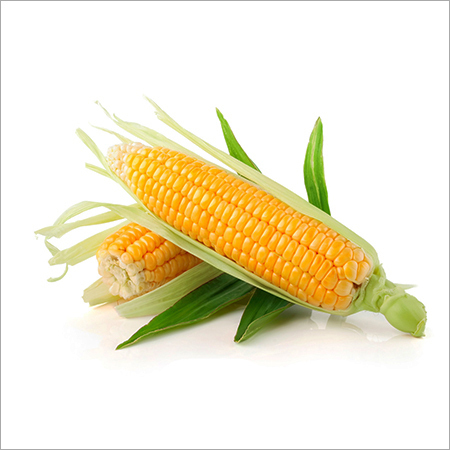 Yellow Maize