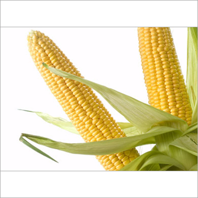 Sweet Corn
