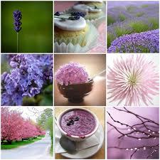 Lavender Oil