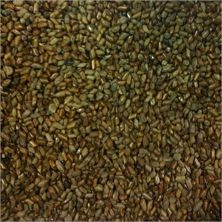 Cassia Tora Seed