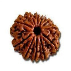 Rudraksh Rare Bead