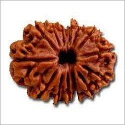 14 Mukhi Rudraksha