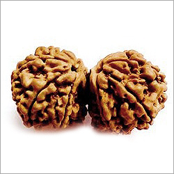 Gauri Shankar Rudraksha