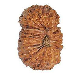 25 Mukhi Rudraksha