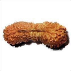 31 Mukhi Rudraksha