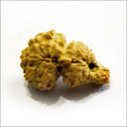 23 Mukhi Rudraksha