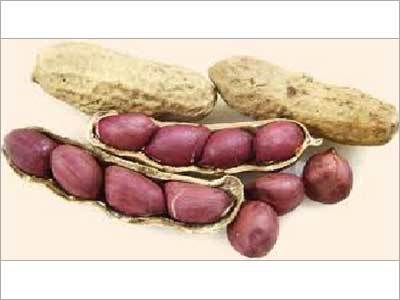 Groundnut