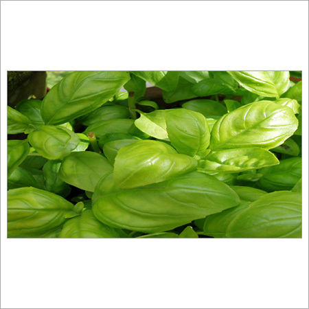 Oscimum Basillicum Oil