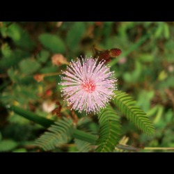 Lajjalu