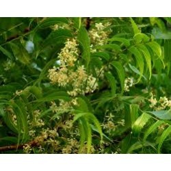Neem