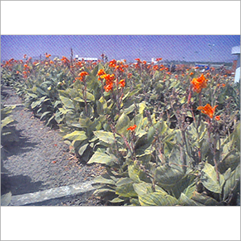 Waste Water Treatment (STP)