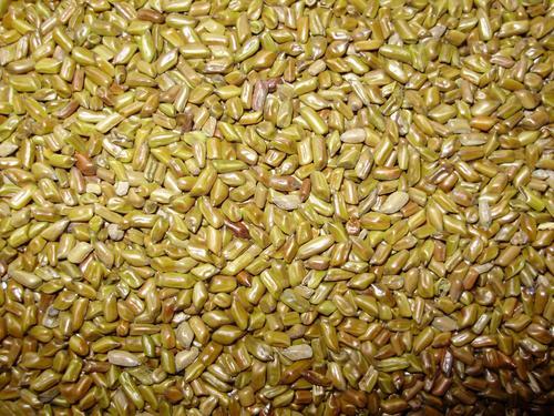 Cassia Tora