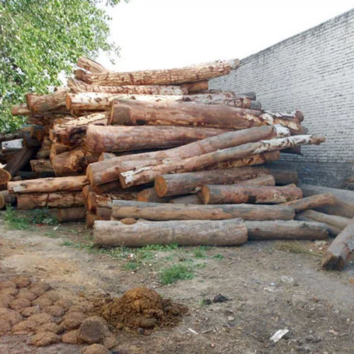 Timber Logs