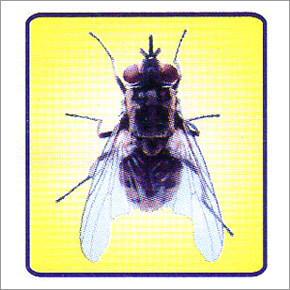 House Flies Control Treatment