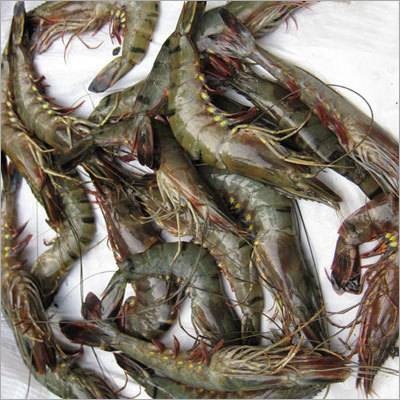 Prawns