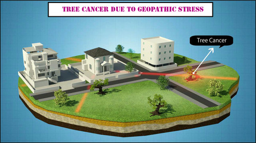 Effects of Geopathic lines passing under vegetation