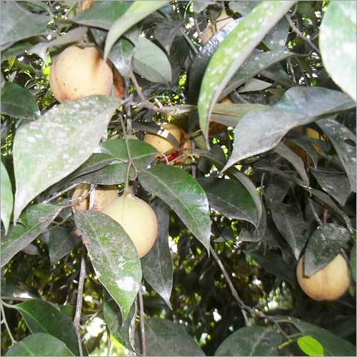 Nutmeg Fruit