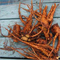 Coleus Roots