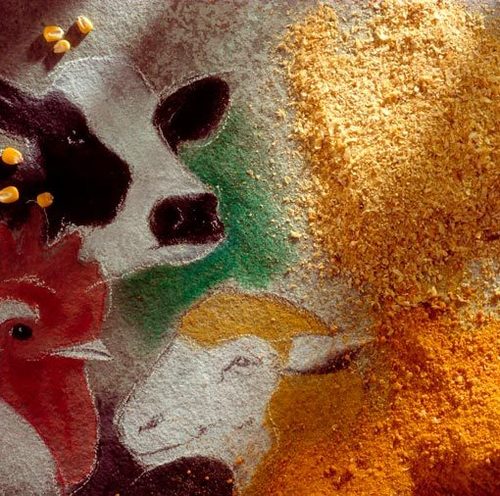 Animal Feed Supplements