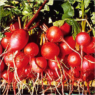 Fresh Beetroot