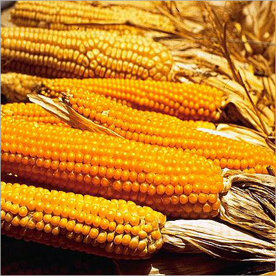 Yellow Maize