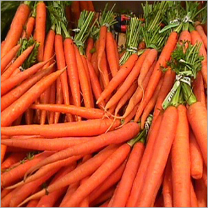 Fresh Carrot