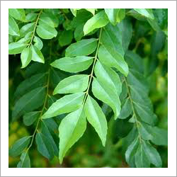 Curry Leaves