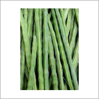 Green Drumstick