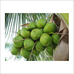 Tender Coconut